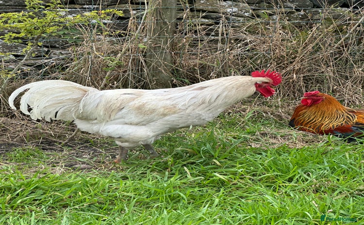 Chickens poultry - Advert 1