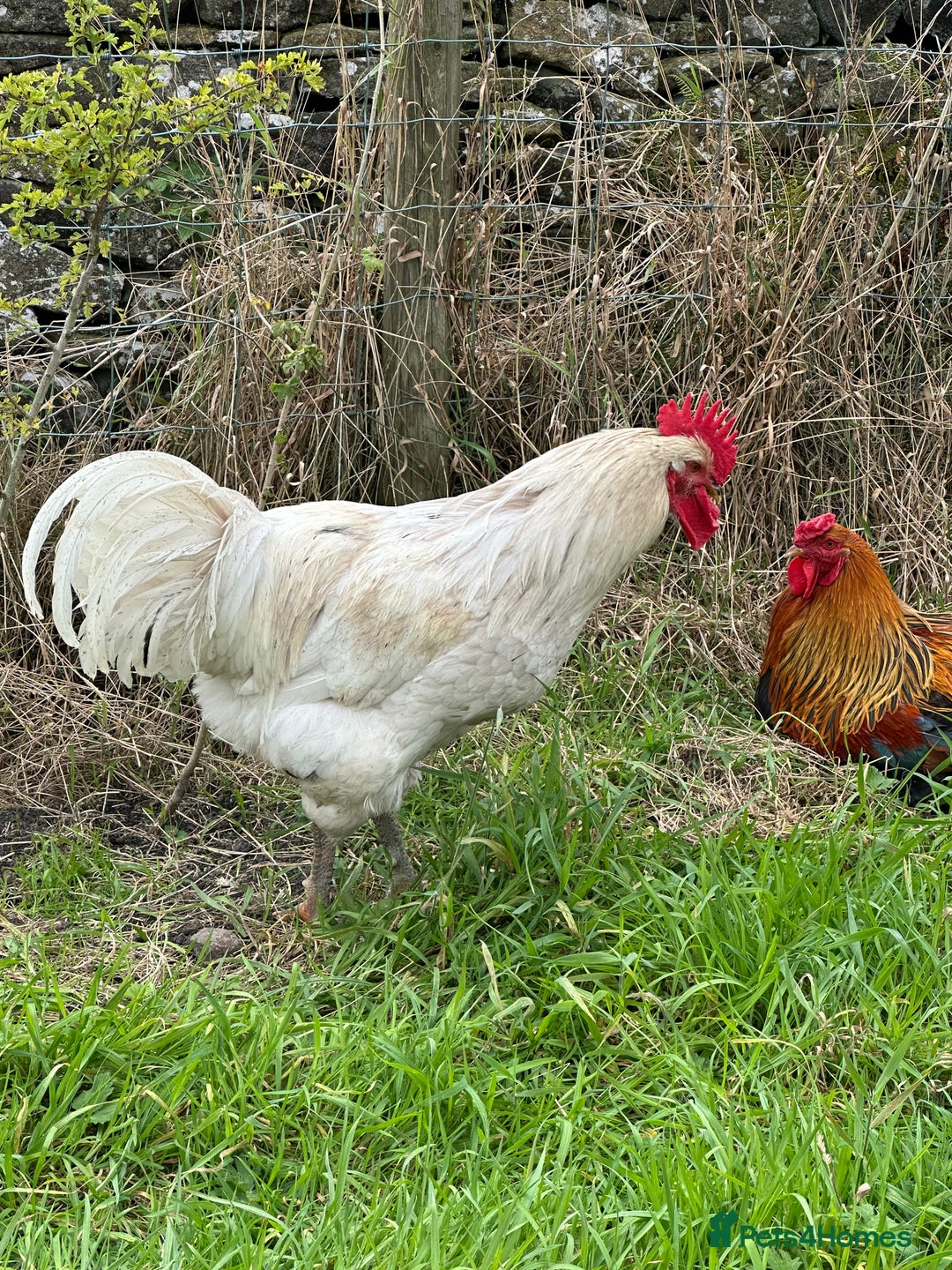 Chickens poultry for sale: Jersey Giant & Brahma Cocks - Image 1