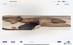 Miniature Dachshund dogs for sale: Maximus  - Image 3