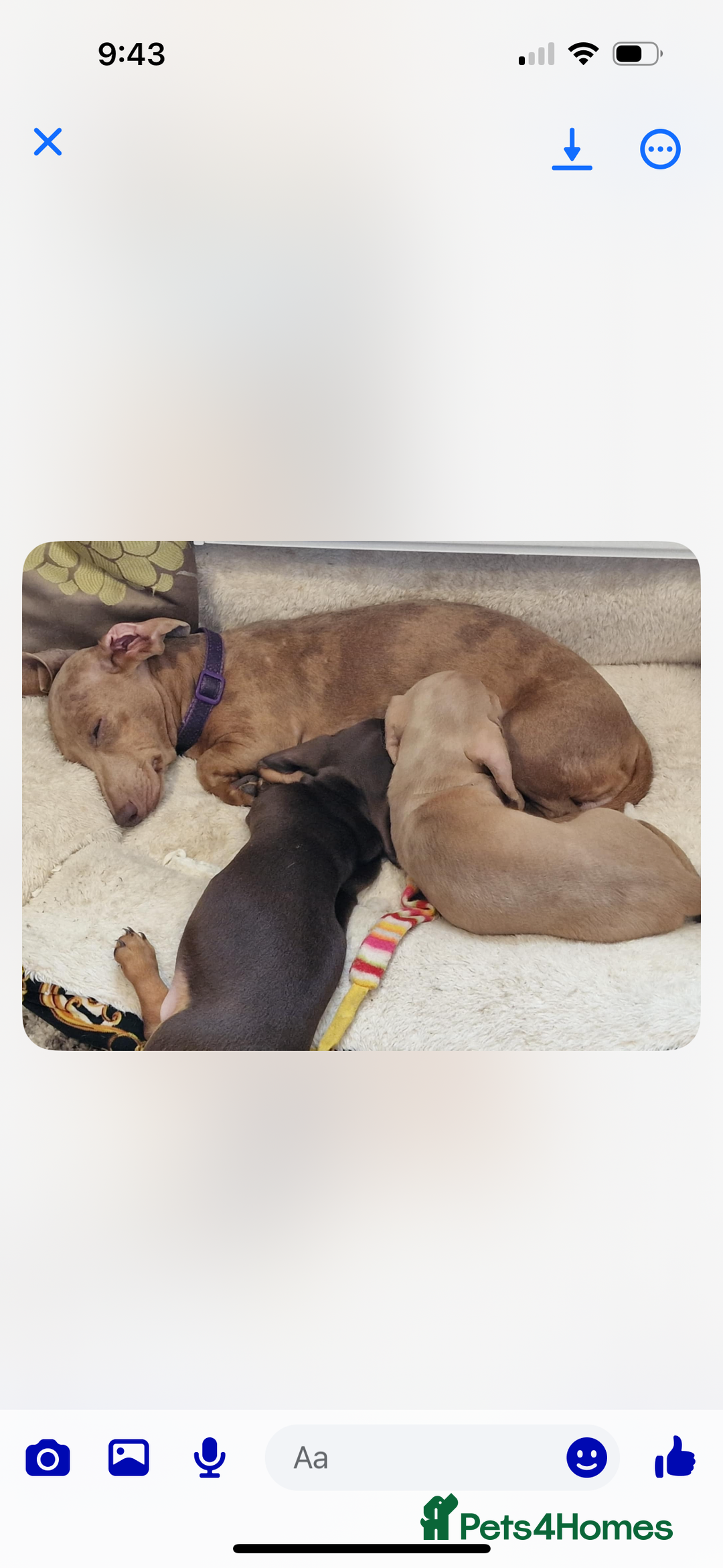 Miniature Dachshund dogs for sale: Maximus  - Image 3