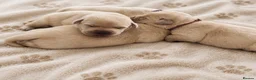 Labrador Retriever dogs for sale: Show bred Labrador puppies (parents health tested) - Advert 9