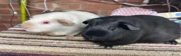 Guinea Pig rodents for sale: Two Special Girls - Advert 2