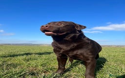 Labrador Retriever dogs for sale: Beautiful Dark Chocolate Labrador Retriever Bitch  - Image 13