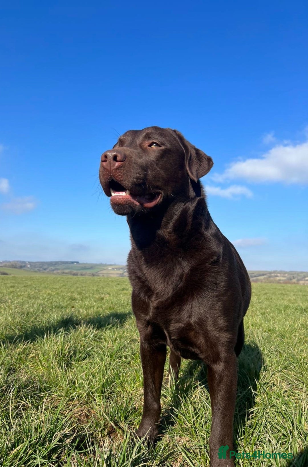 Labrador Retriever dogs for sale: Beautiful Dark Chocolate Labrador Retriever Bitch  - Image 13