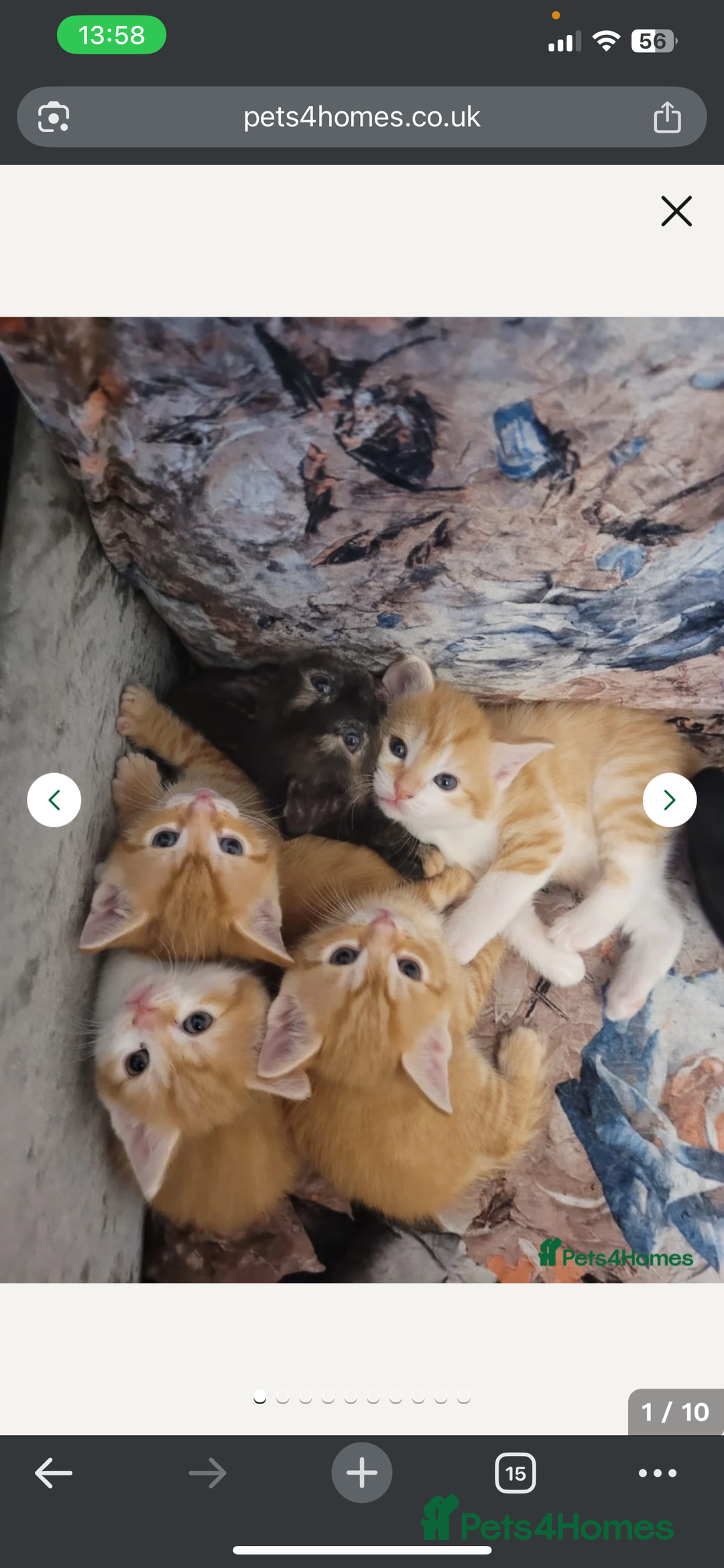 Mixed Breed cats for sale: Beautiful kitten for sale due to moving in Bury - Image 2