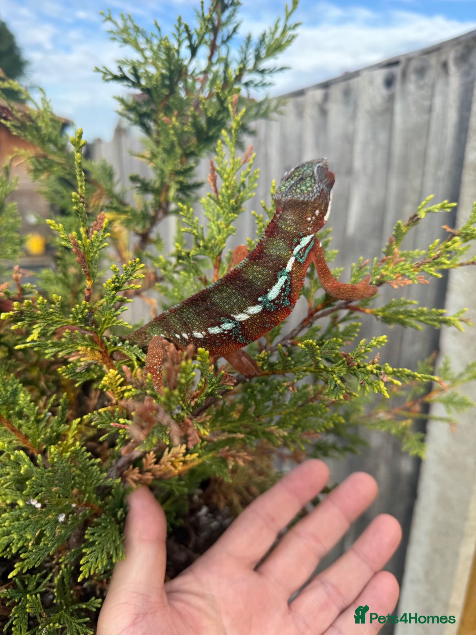Chameleon reptiles Panther Chameleon F1 from Germany  - Advert 2