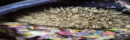 Pygmy Hedgehog rodents for sale: Male african pygmy hedgehog with set up - Advert 2