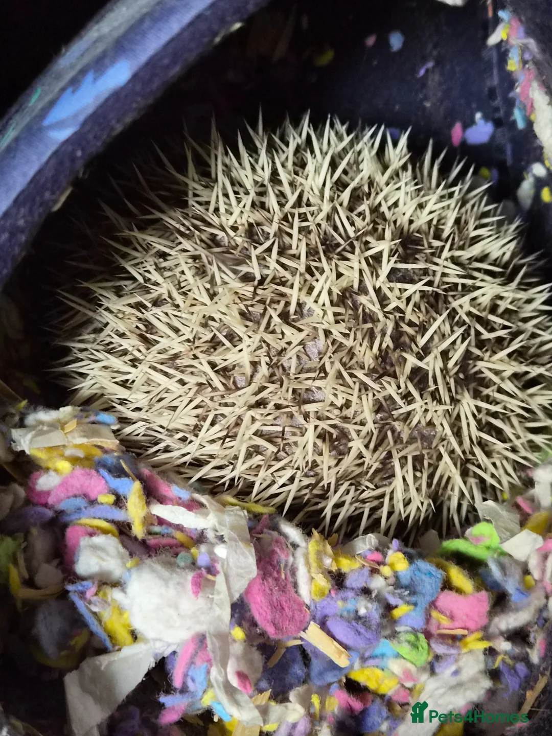 Pygmy Hedgehog rodents for sale: Male african pygmy hedgehog with set up - Advert 2