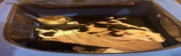 Mixed Breed cats for sale: Meet milo and kittens!  in Enfield - Advert 16