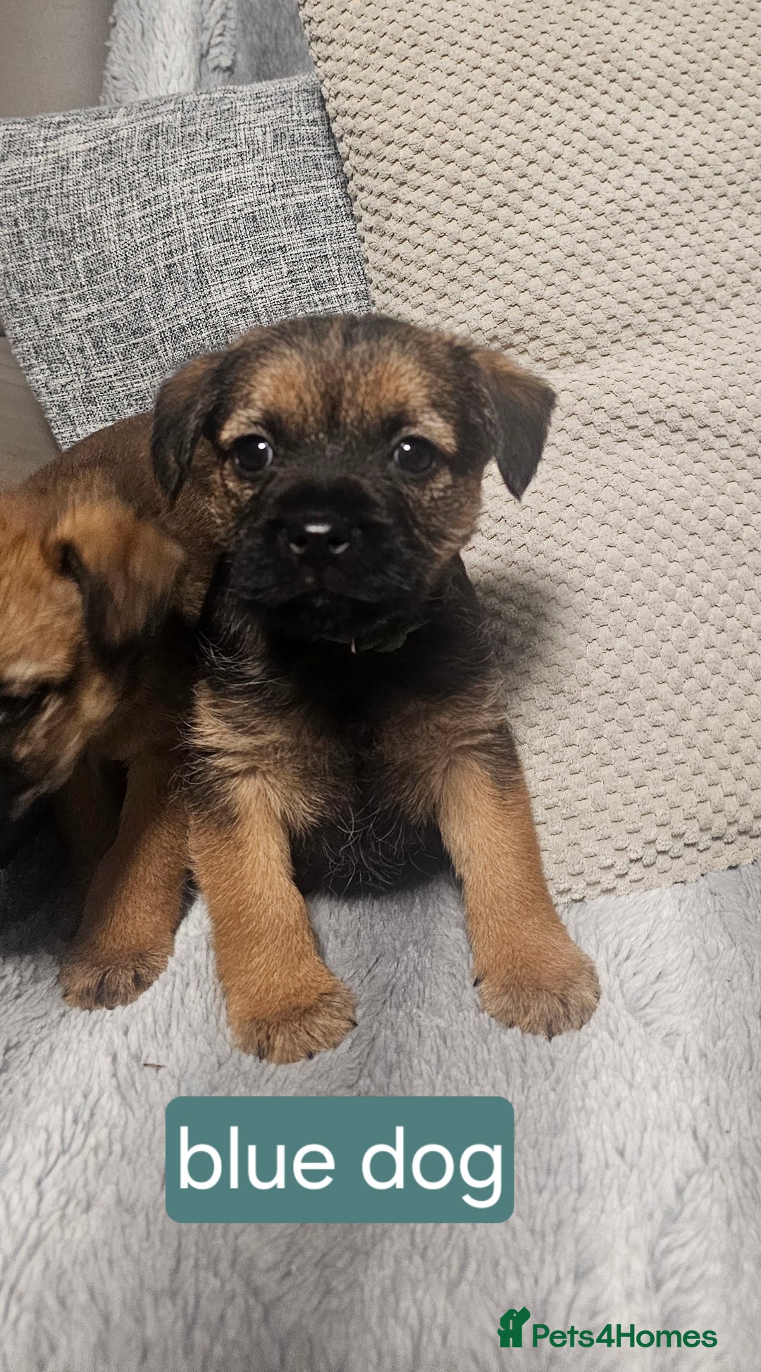 Border Terrier dogs for sale: Kc border terrier  - Advert 5
