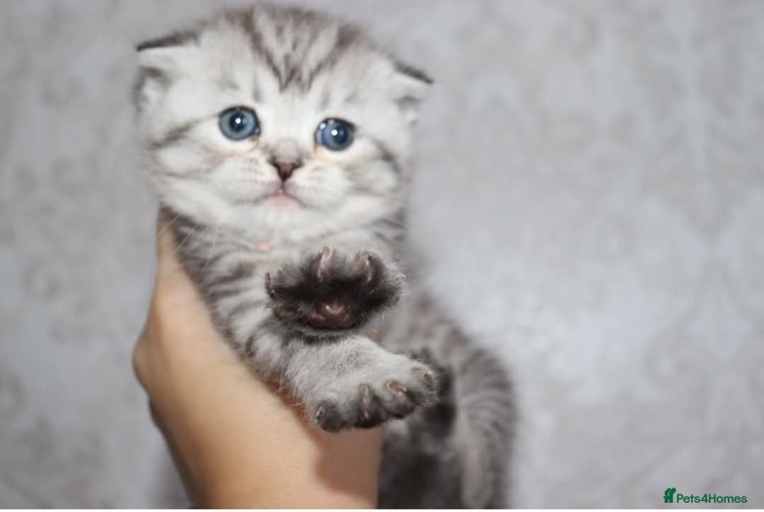 Scottish Fold cats for sale: TICA registered females 😸😽🐱 - Image 12
