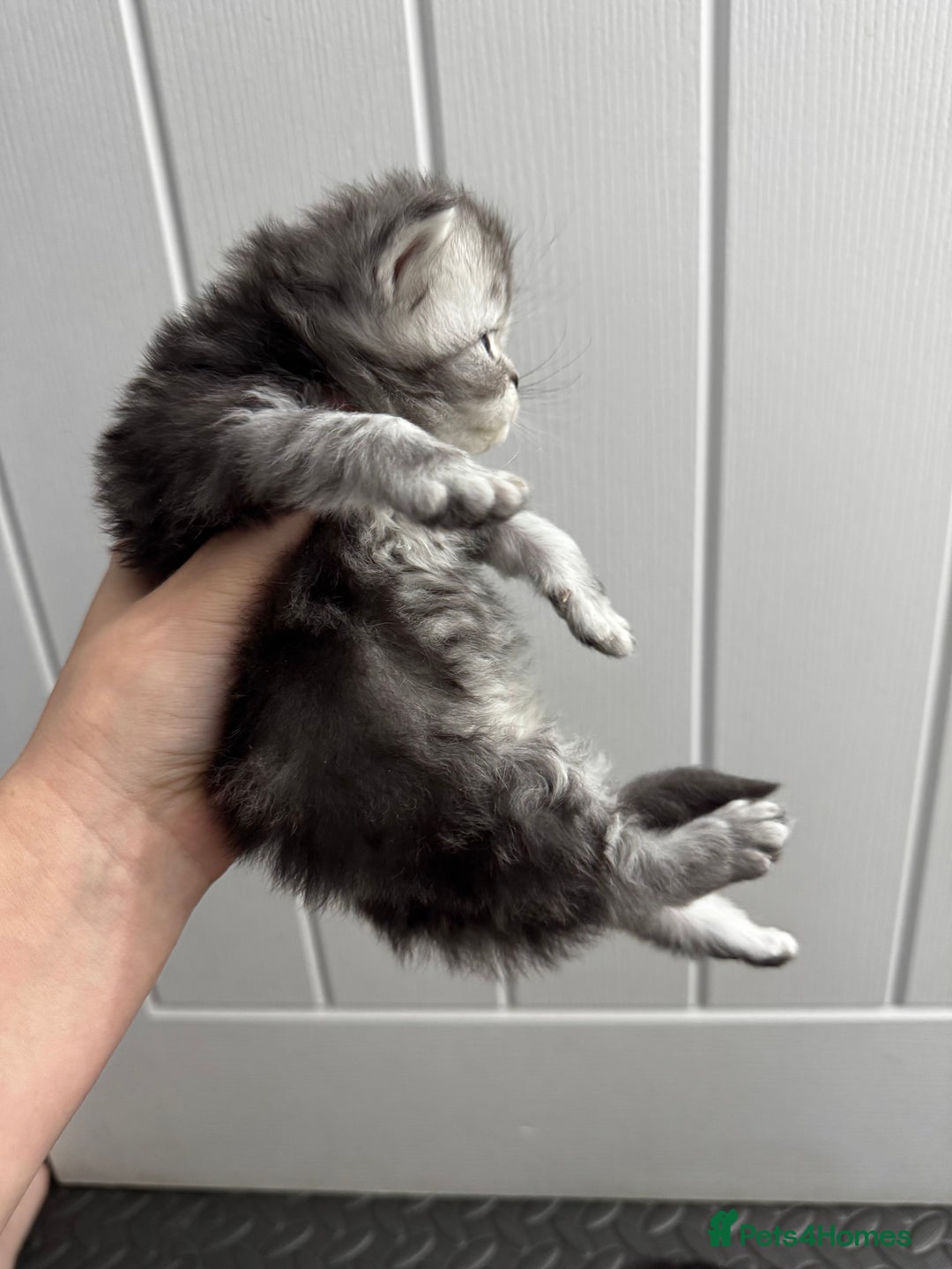 Persian cats for sale: 🤍🩶🤎🖤Smoke persian left🖤🤎🩶🤍 - Advert 11