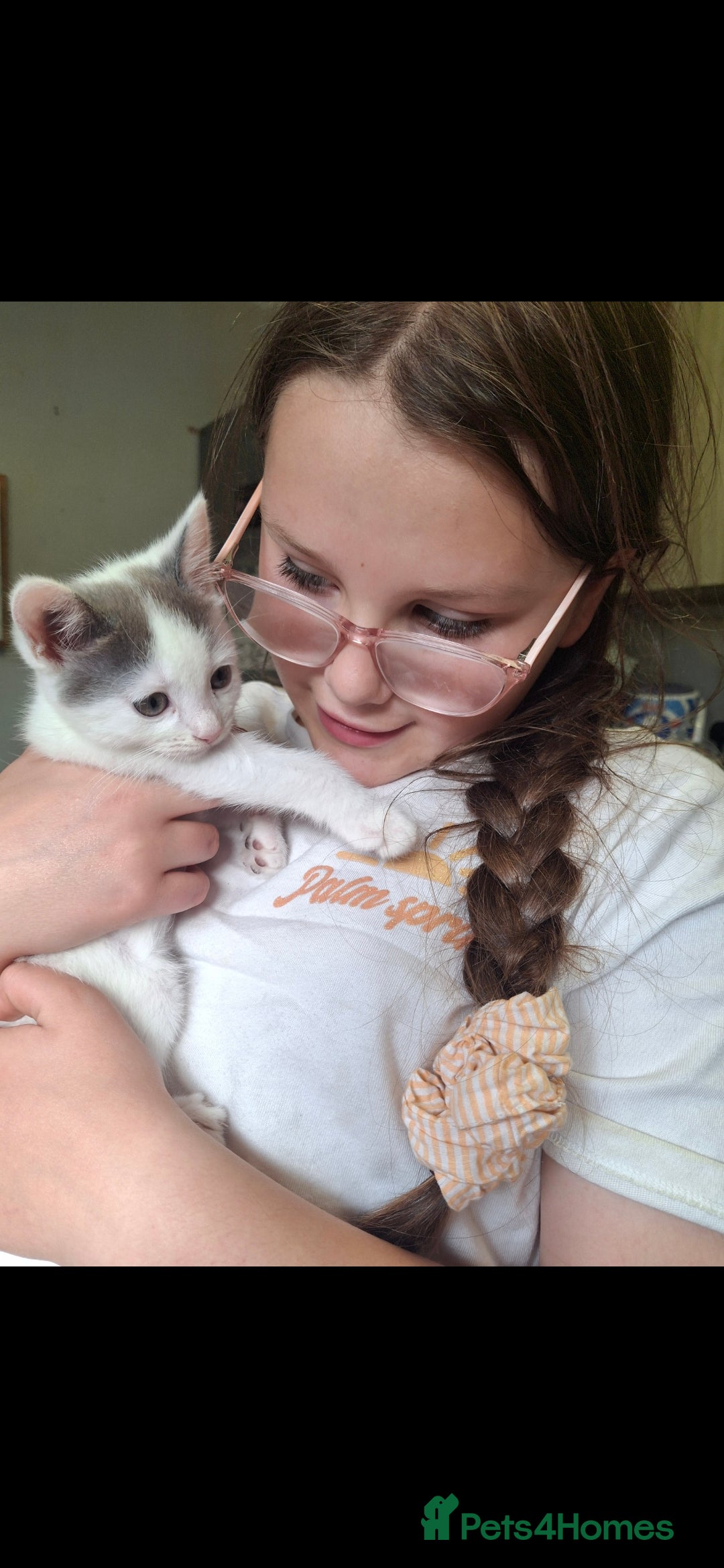 Mixed Breed cats for sale: Kittens - Image 7