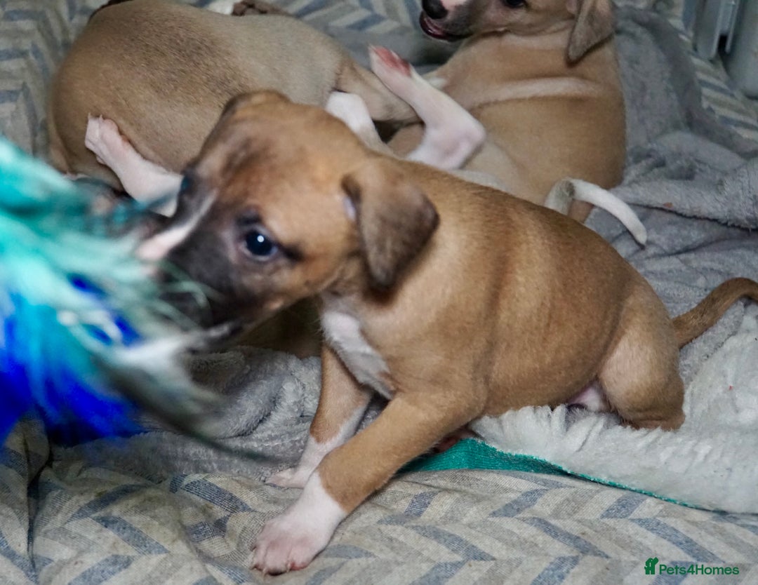 Whippet dogs for sale: Quality show/ Lure coursing girl - Advert 12