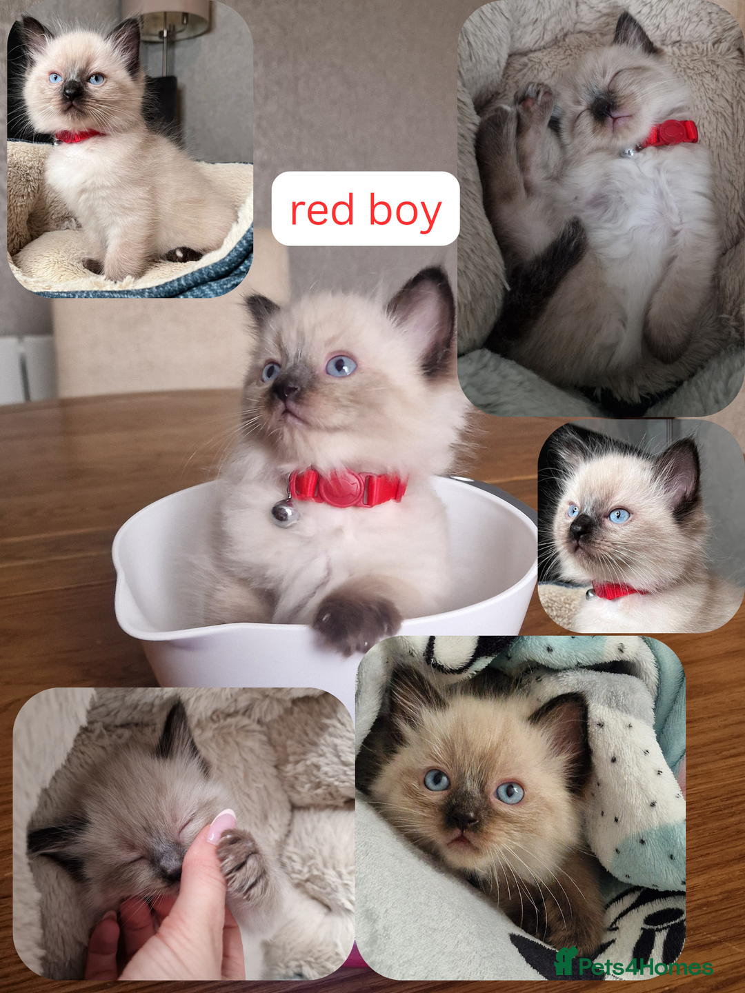 Ragdoll cats for sale: 6 beautiful PURE Ragdolls - Champion Bloodlines - Image 8