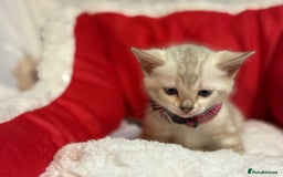 Bengal cats for sale: Bonnies Bengals  - Advert 28