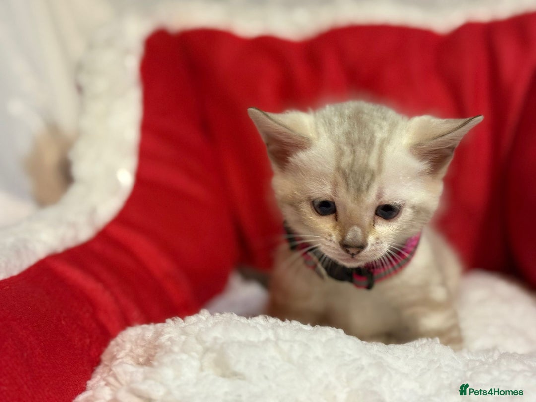 Bengal cats for sale: Bonnies Bengals  - Advert 28