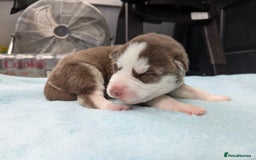 Siberian Husky dogs for sale: Beautiful Siberian Huskies - Image 8