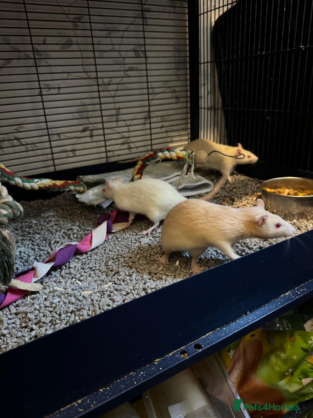 Rat rodents for sale: Beautiful rats and cage for sale  - Image 7