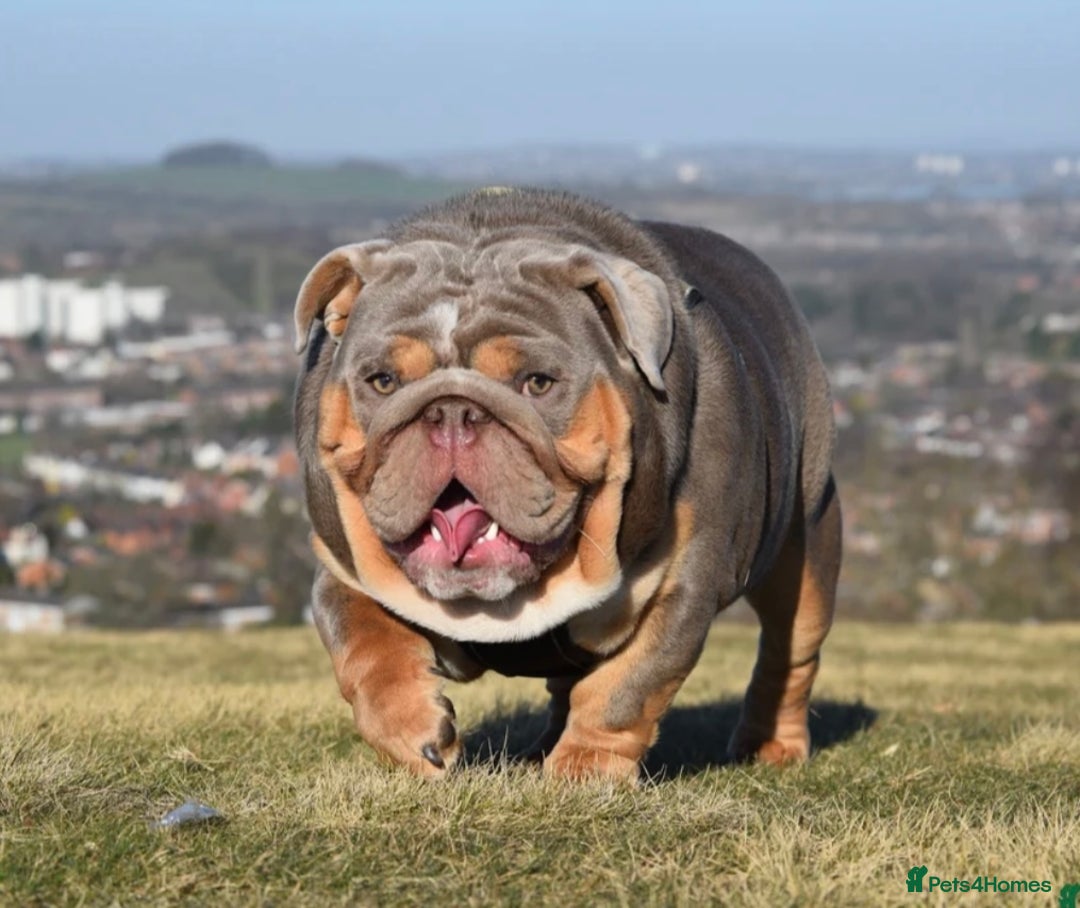 English Bulldog dogs for sale: Quality Merle puppies 🐶 🔥 🔥 🔥  - Advert 8