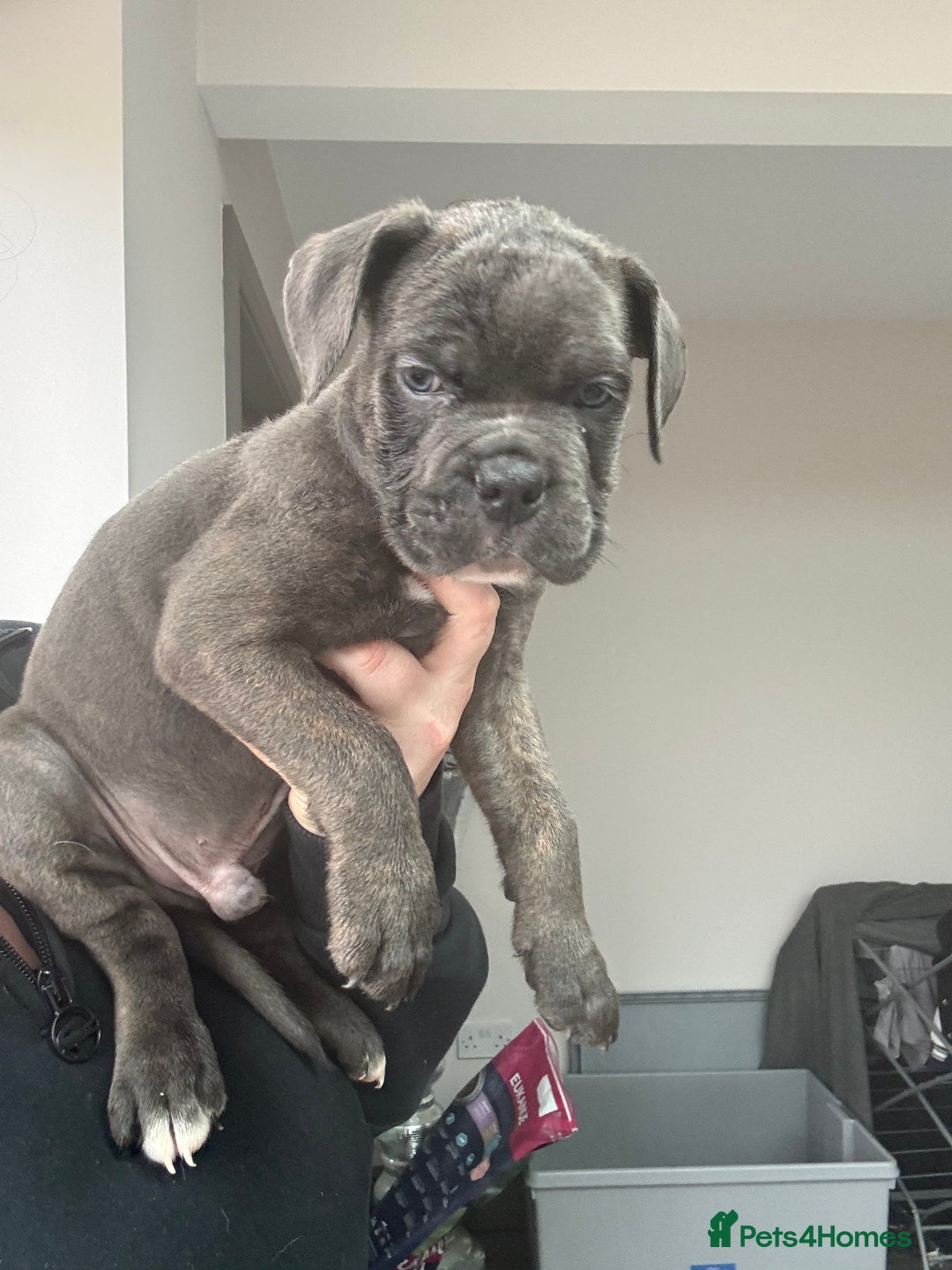 Mixed Breed dogs for sale: canó corso cross british bulldog stunning colours  - Image 24