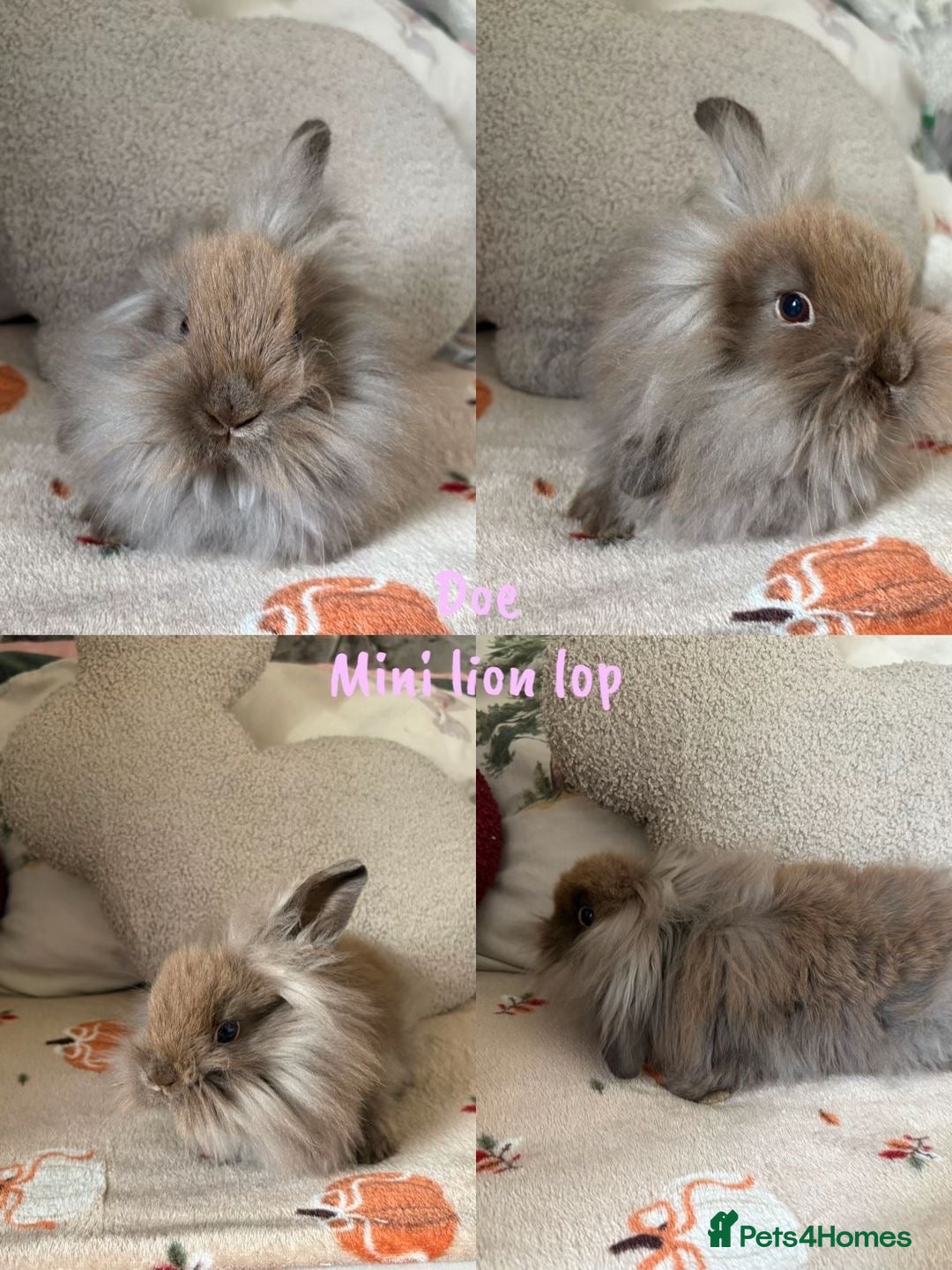 Mixed Breed rabbits Beautiful baby mini lion lops and lion heads   - Advert 22