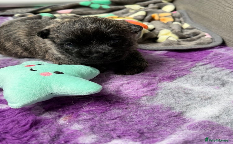 Cairn Terrier dogs - Advert 1