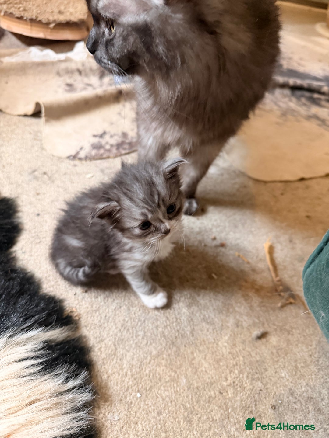 Ragdoll cats for sale: Beautiful Persia dolls  - Advert 21