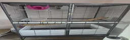 Rat rodents for sale: Rat cage (no rats) - full set up in Colchester - Advert 9