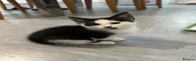 Mixed Breed Kitten 3
