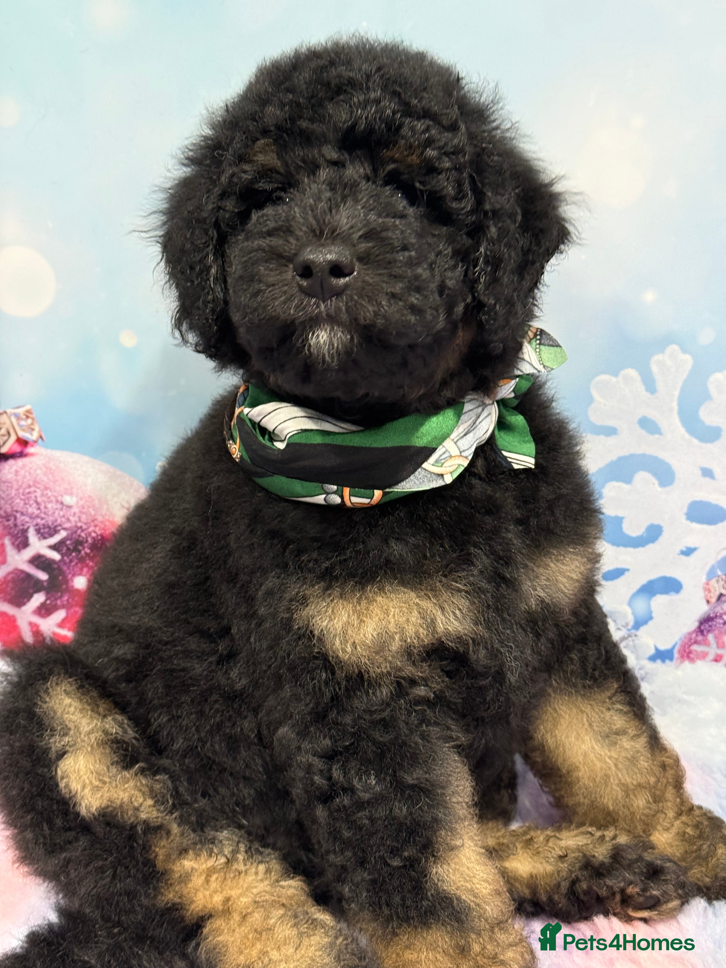 Bernedoodle dogs Ready to go Miniature Health Tested Bernedoodles  - Advert 13