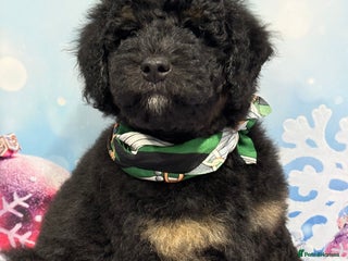 Bernedoodle dogs Ready to go Miniature Health Tested Bernedoodles - Advert 13