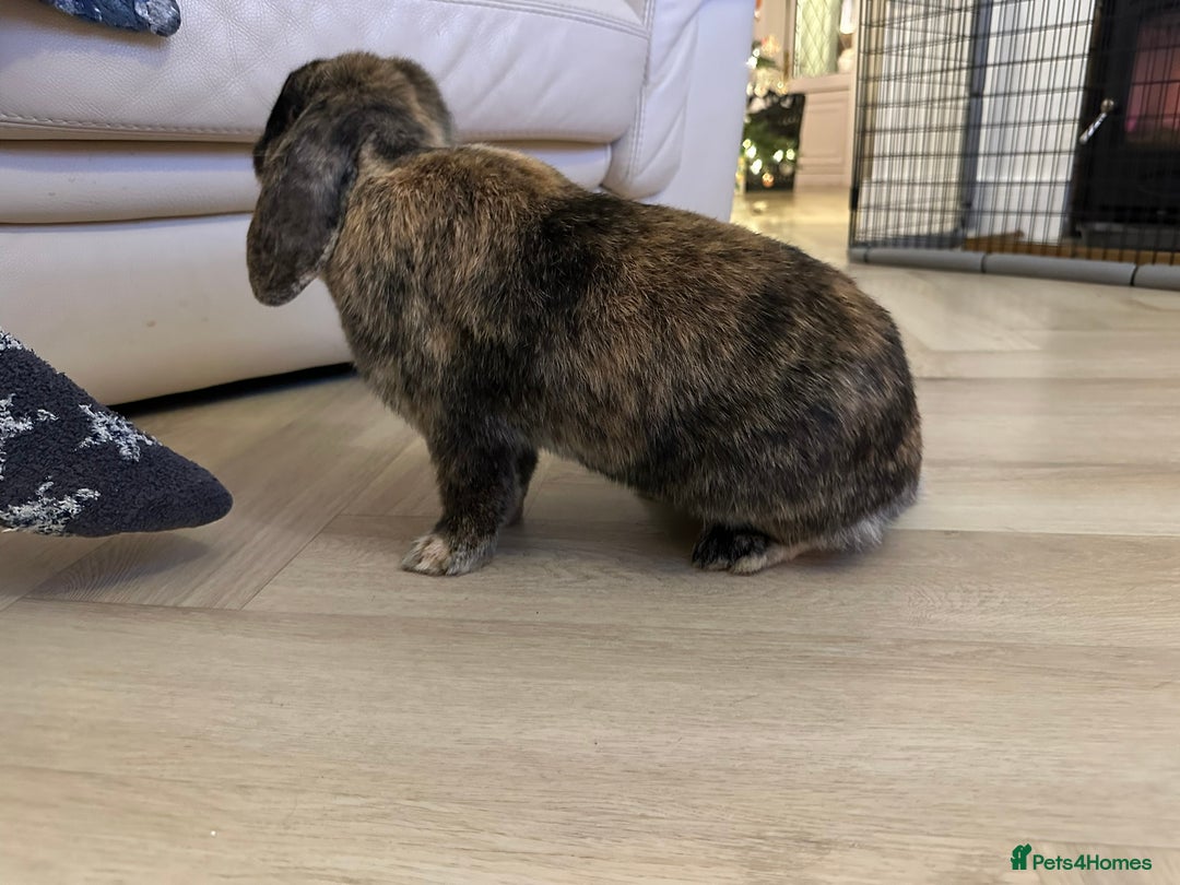 Dwarf Lop rabbits for sale: 2 Female Dwarf Lop Rabbits - Advert 9