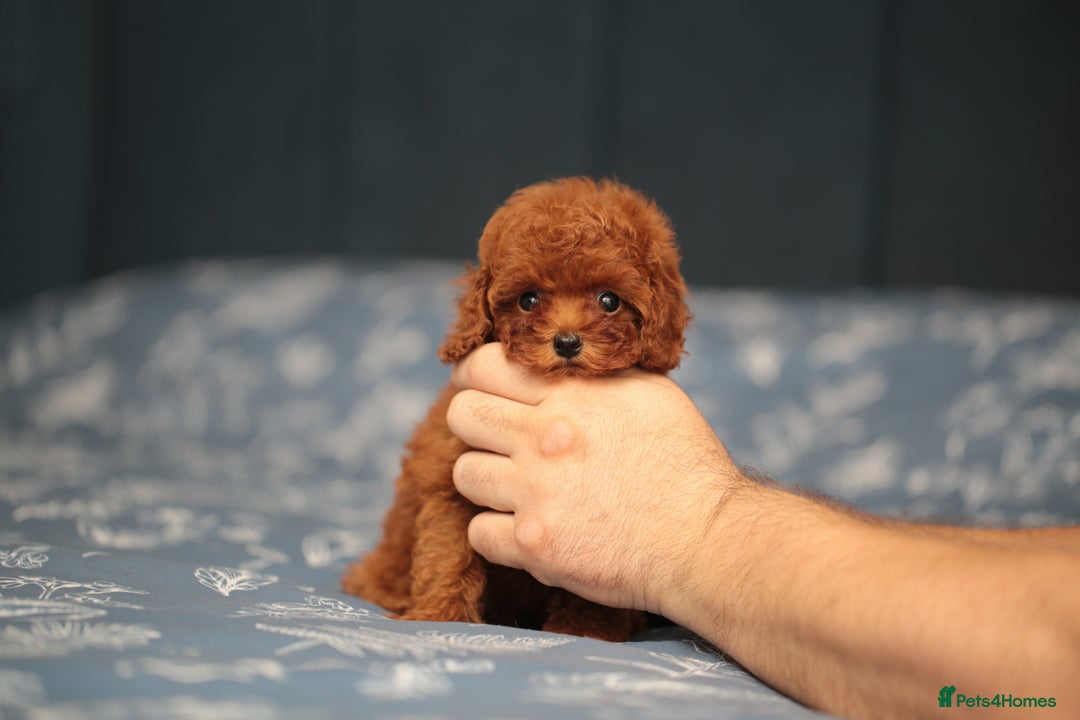 Toy Poodle dogs for sale: ASIAN TOY POODLE PUPPIES - Image 8