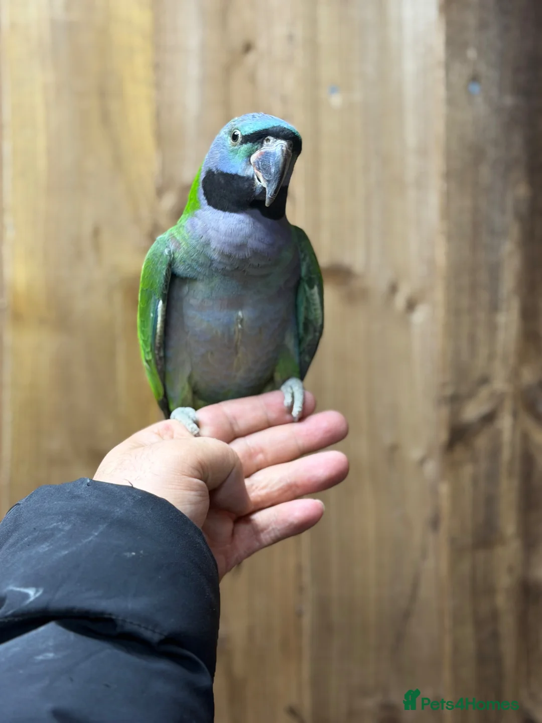 Parrots birds for sale: Lord Darbyan parrot  - Advert 5