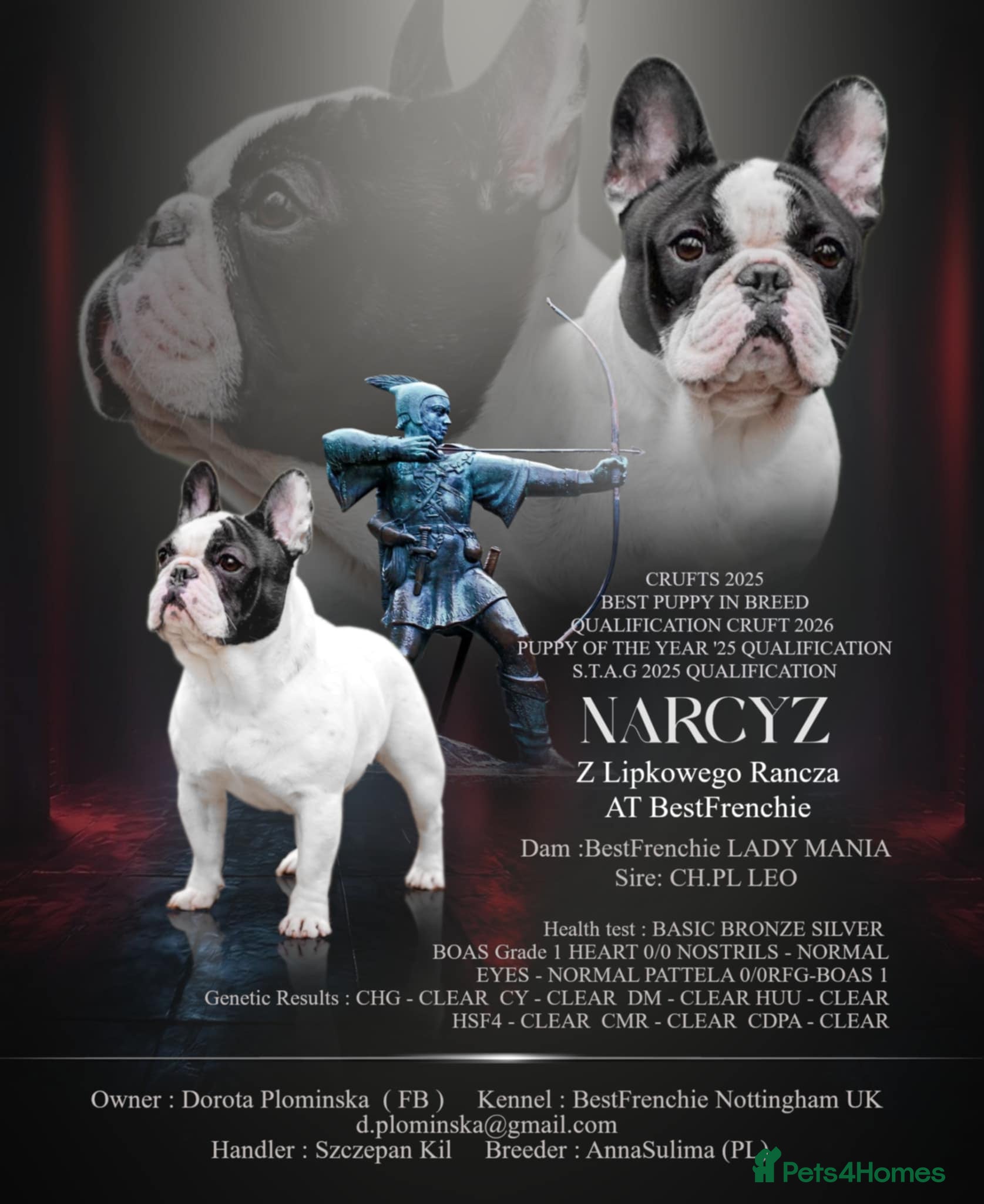 French Bulldog dogs for sale: KC fully health genetic & tested puppies - Advert 3