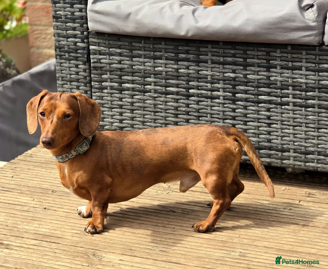 Miniature Dachshund dogs for stud: Tiny miniature dapple Dachshund stud  - Advert 1