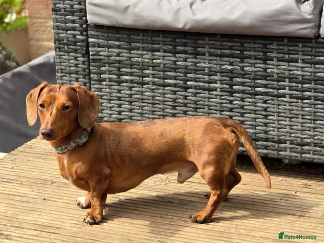 Miniature Dachshund dogs Tiny miniature dapple Dachshund stud - Advert 1