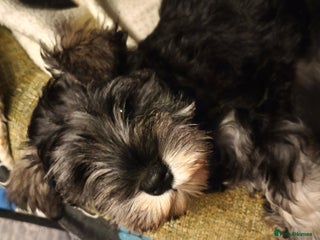 Miniature Schnauzer dogs Charming Mini Schnauzers with KC registration - Advert 1