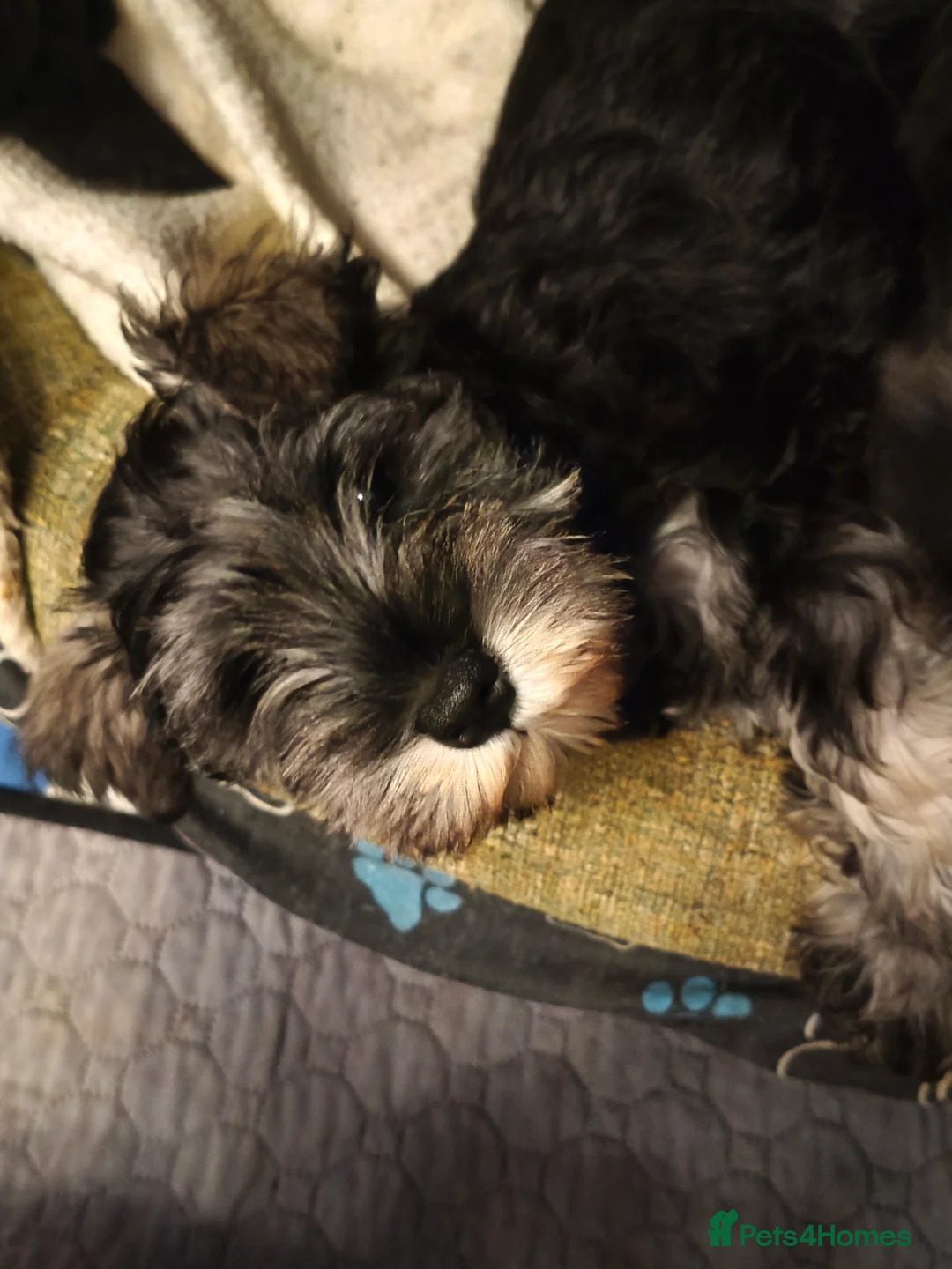 Miniature Schnauzer dogs for sale: Charming Mini Schnauzers with KC registration - Advert 26