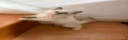 Ragdoll cats for sale: 6 perfect ragdoll kittens - Advert 17