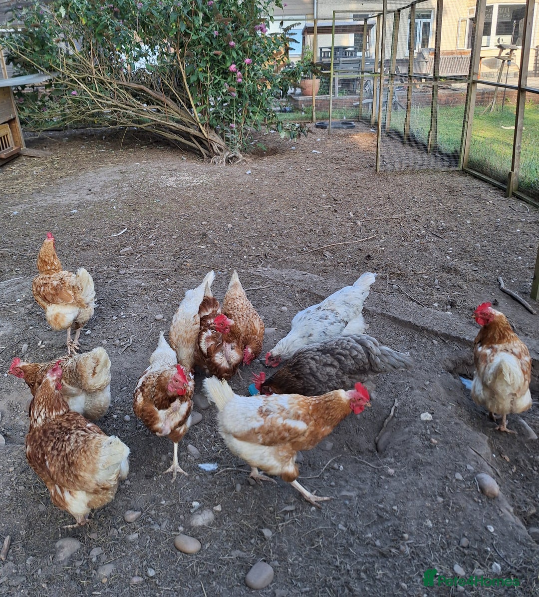 Chickens poultry for sale: Various adult hens x5 - Image 2