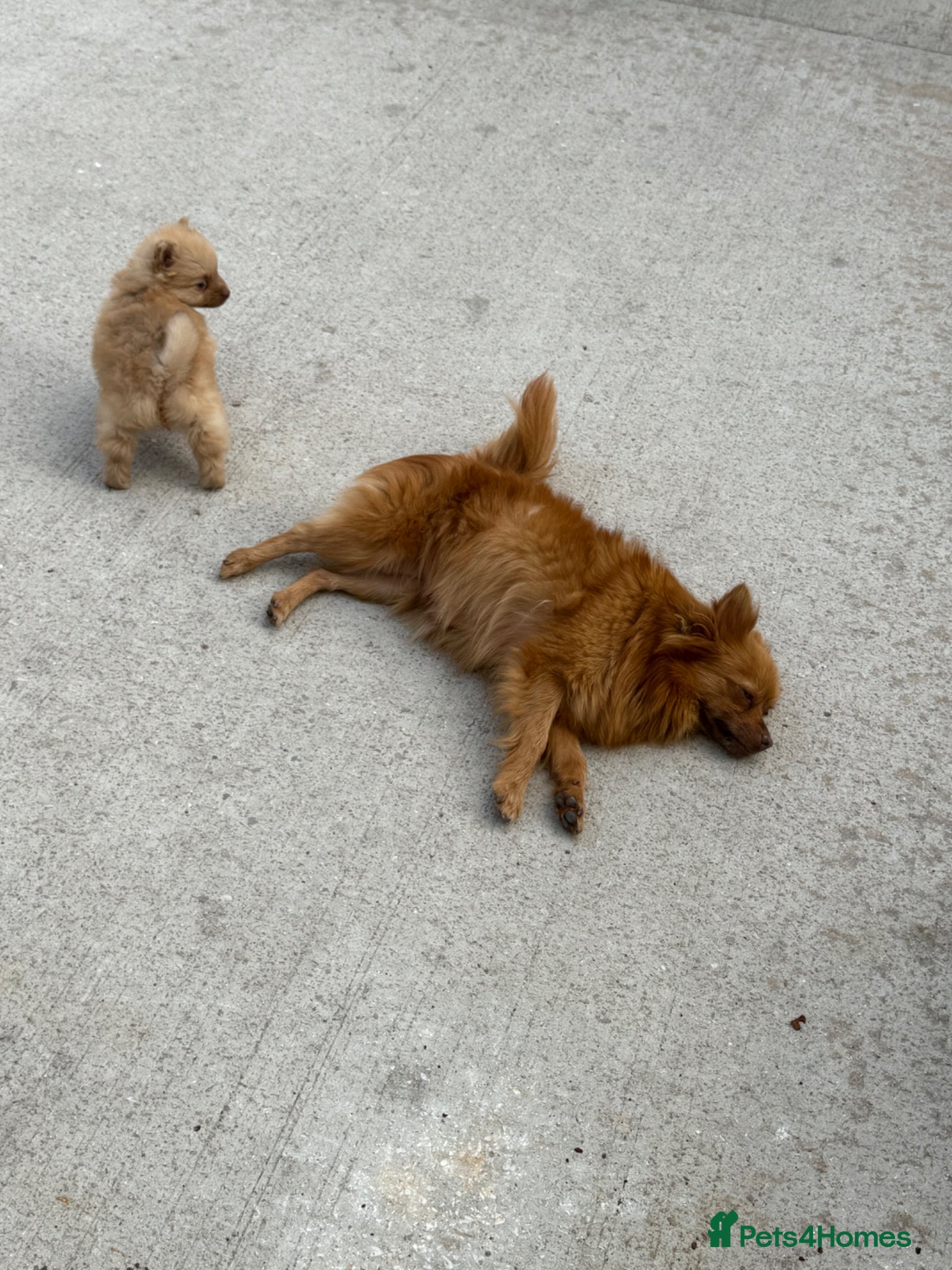 Pomeranian dogs Pomeranian - Advert 3