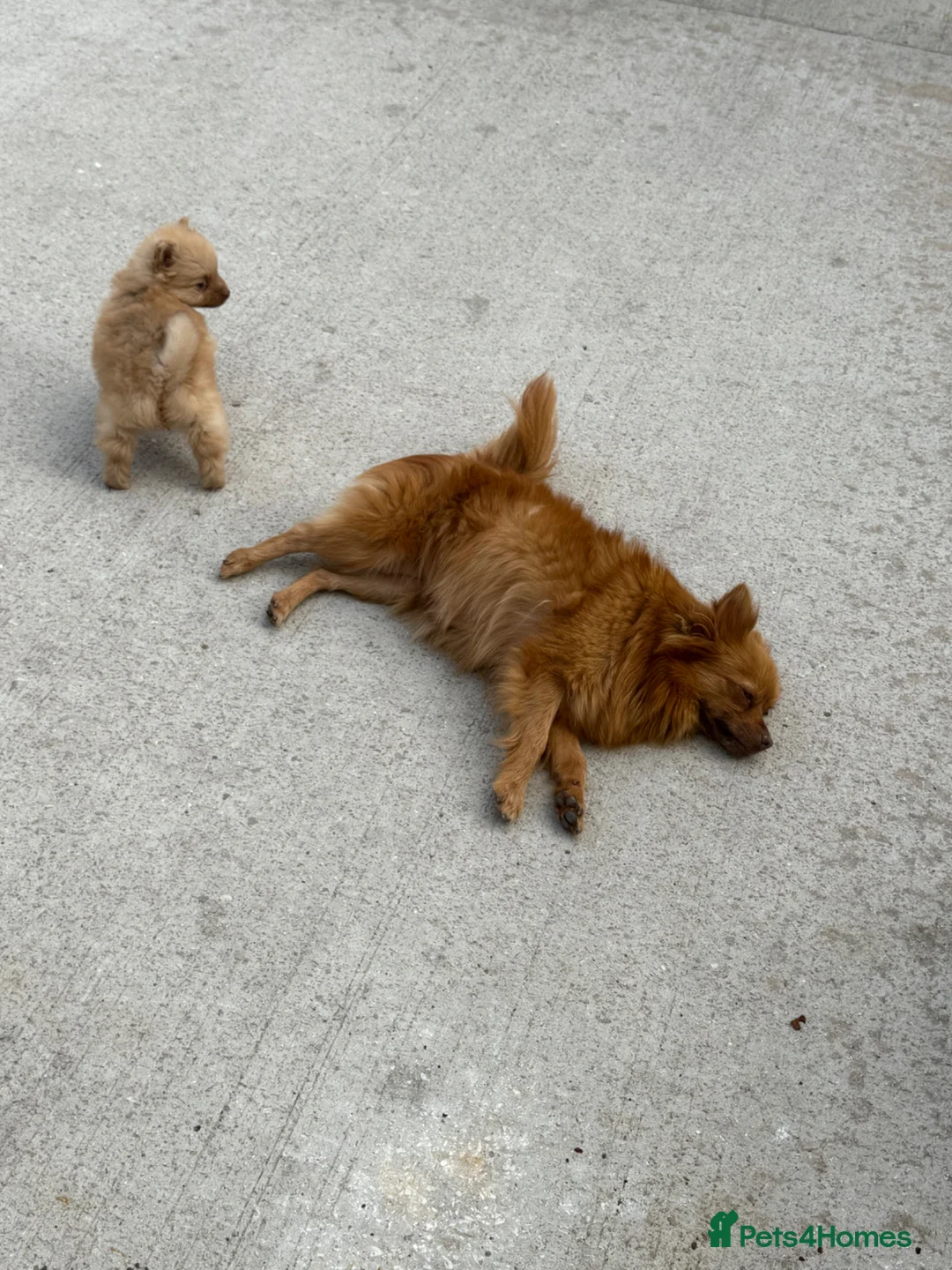 Pomeranian dogs for sale: Pomeranian - Advert 1