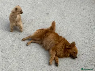 Pomeranian dogs Pomeranian - Advert 1