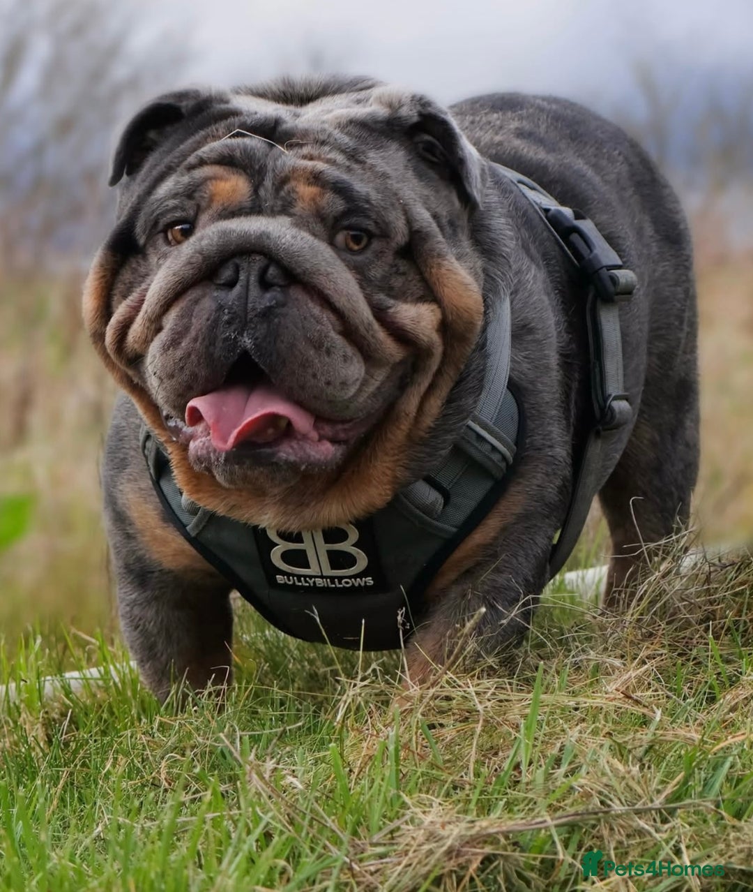 English Bulldog dogs for sale: Stunning litter of coloured Bulldogs home reared - Advert 21