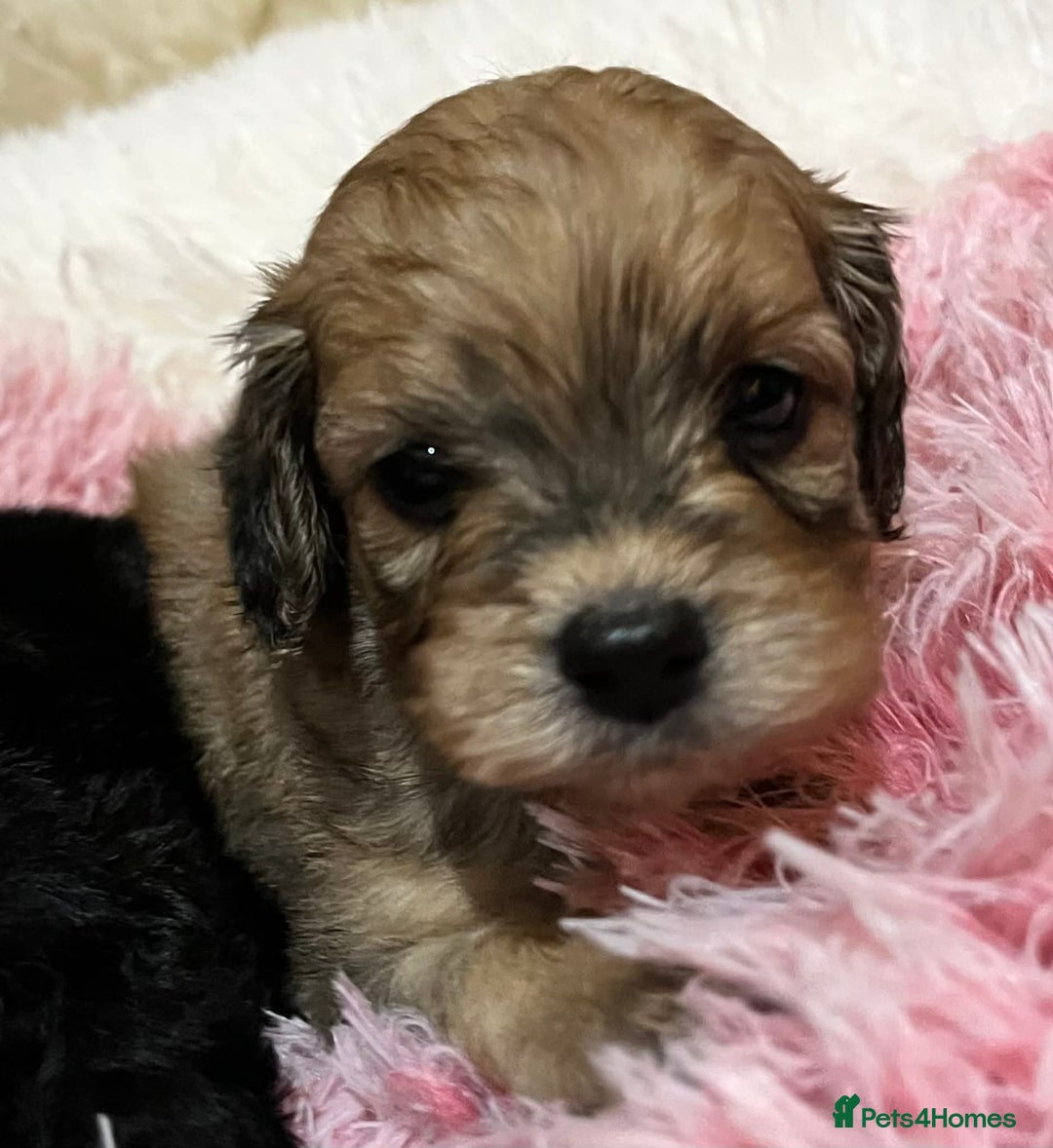Cavapoo dogs for sale: Stunning litter of mix coloured tiny toy cavapoos - Advert 4