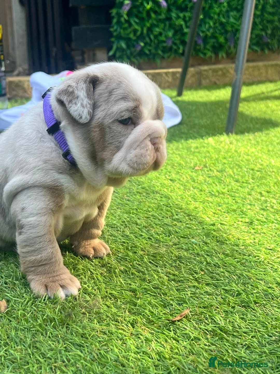 English Bulldog dogs for sale: BRITISH BULLDOG PUPPIES - Advert 21