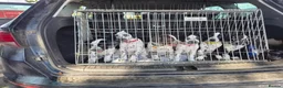 Mixed Breed dogs for sale: READY NOW 2 boys Sprollie x Dalmatian pups - Advert 2
