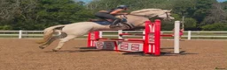Irish Cob horses for sale: Clover – Connie/TB – quality classy all rounder - Advert 7